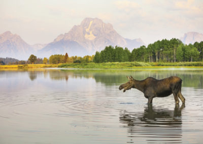 Moose at waters edge in the glow of sunrise on Mount Moran. Jackson hole wildlife tours