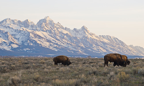 Yellowstone Guided Tours Jackson Hole Great Western Expeditions