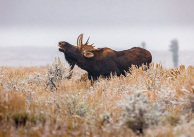 Bull Moose bellowing on a Yellowstone National Park guided tour