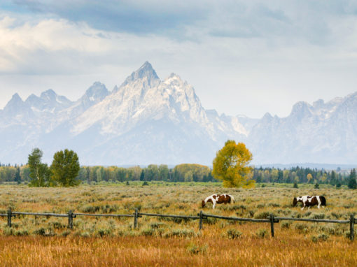 5-Day Classic National Parks and Wild Western Wyoming