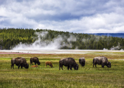 Bison in front of geysers in Yellowstone national park