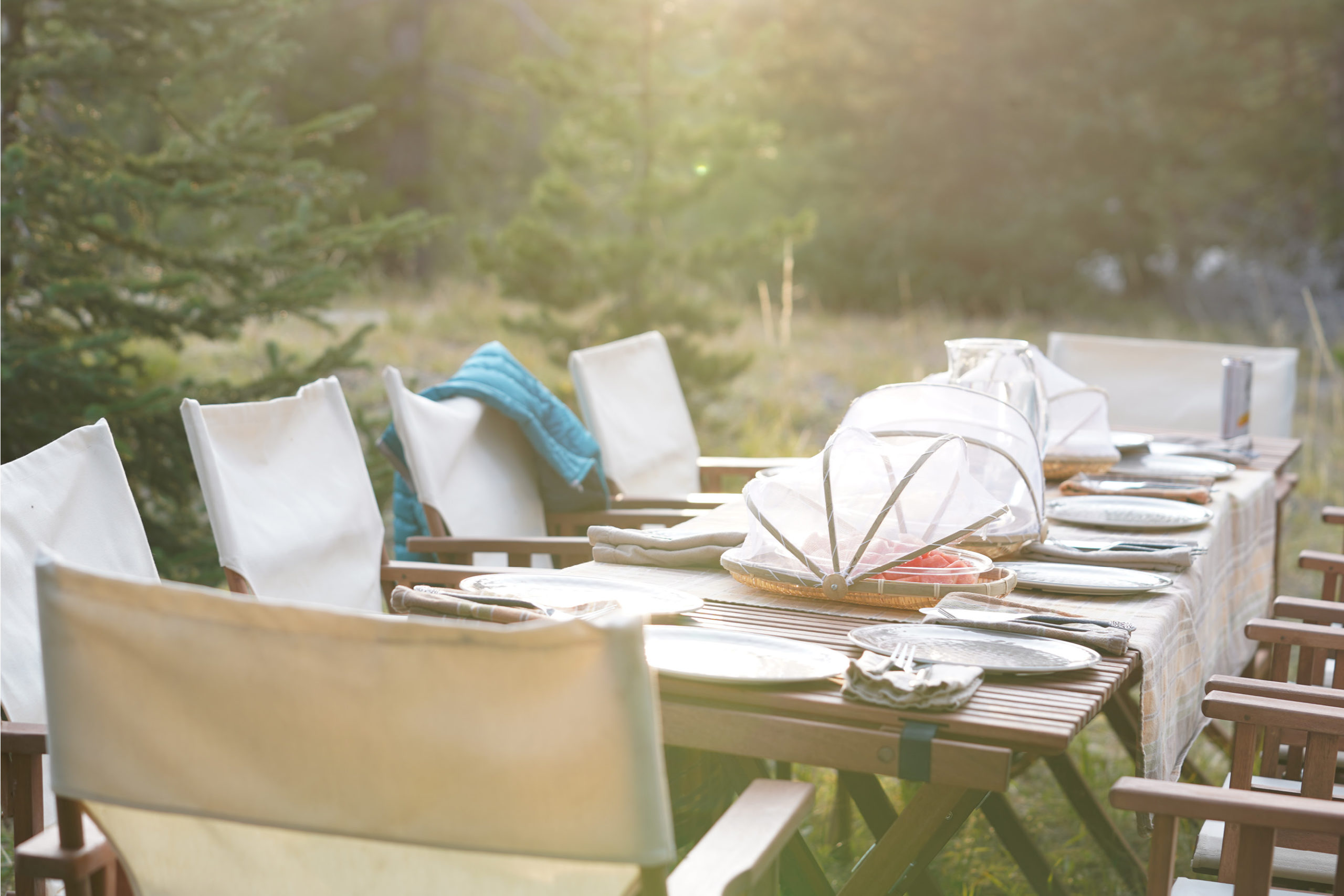 levated picnic setup during a Yellowstone wildlife tour in a scenic forest setting