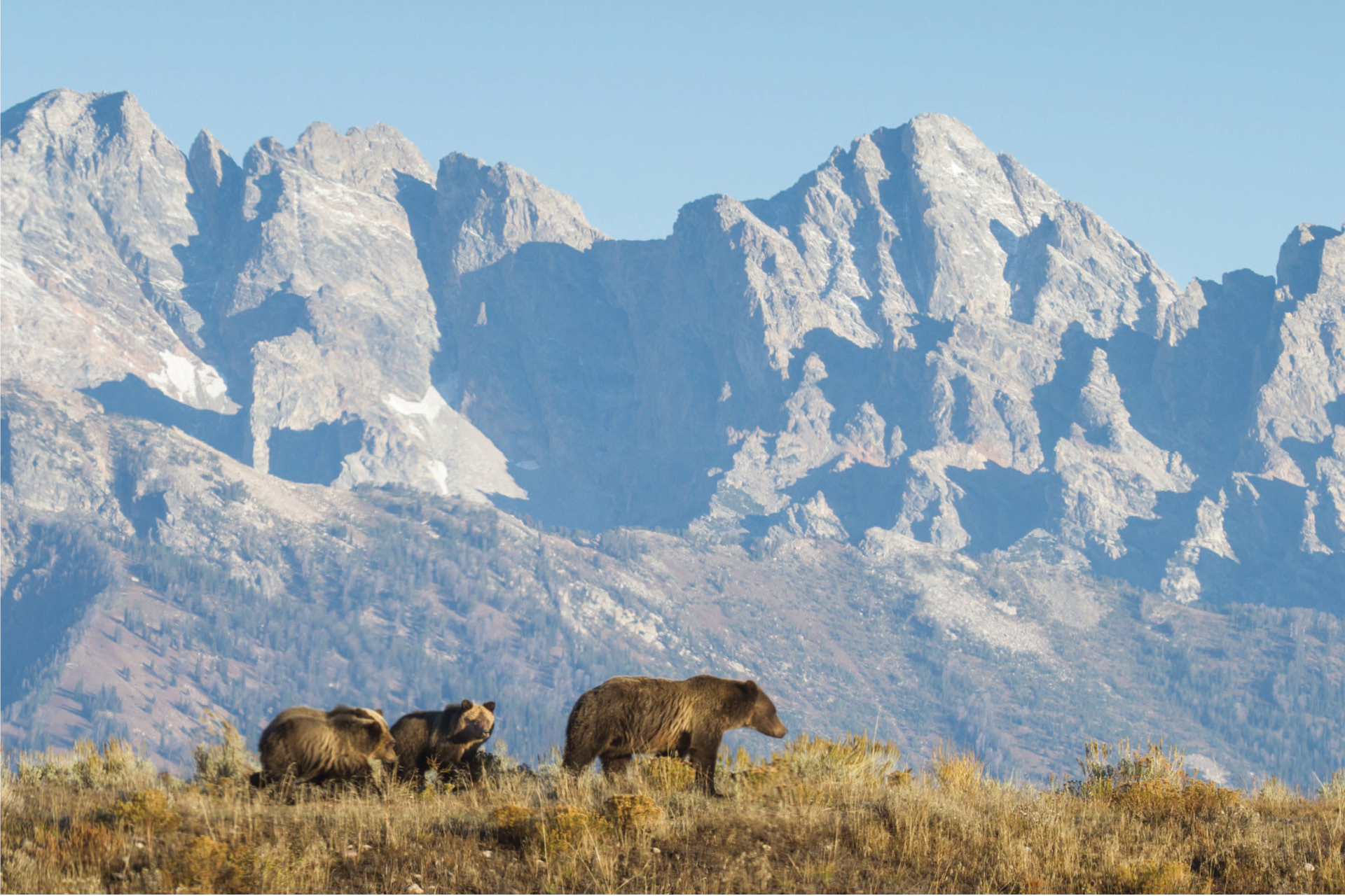 Grizzly 399 and cubs in front of the Tetons