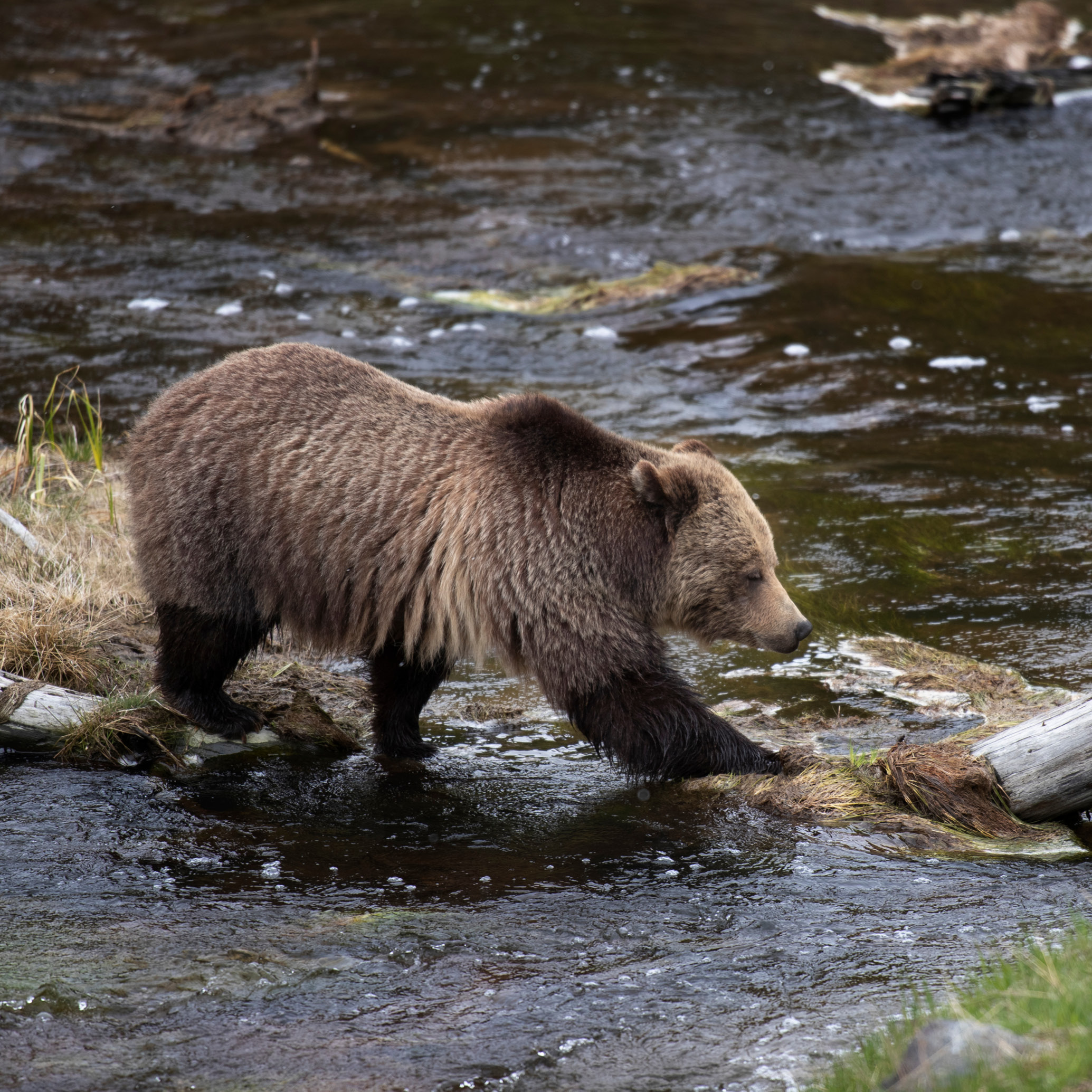 Wild grizzly bear sighting on a private Yellowstone wildlife safari with Great Western Expeditions.