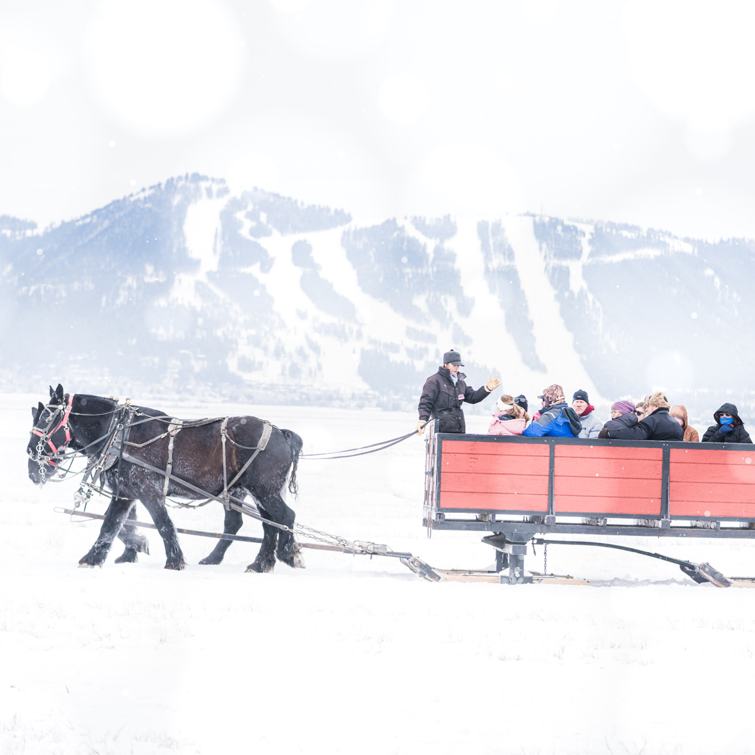 Yellowstone Guided Tours