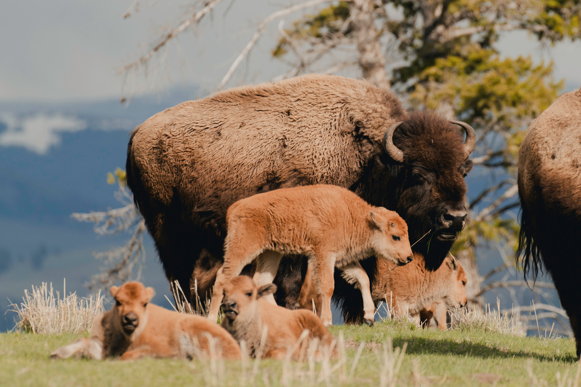 GWE_SummerTours_21 Bison with calves (red dogs) in Lamar Valley.