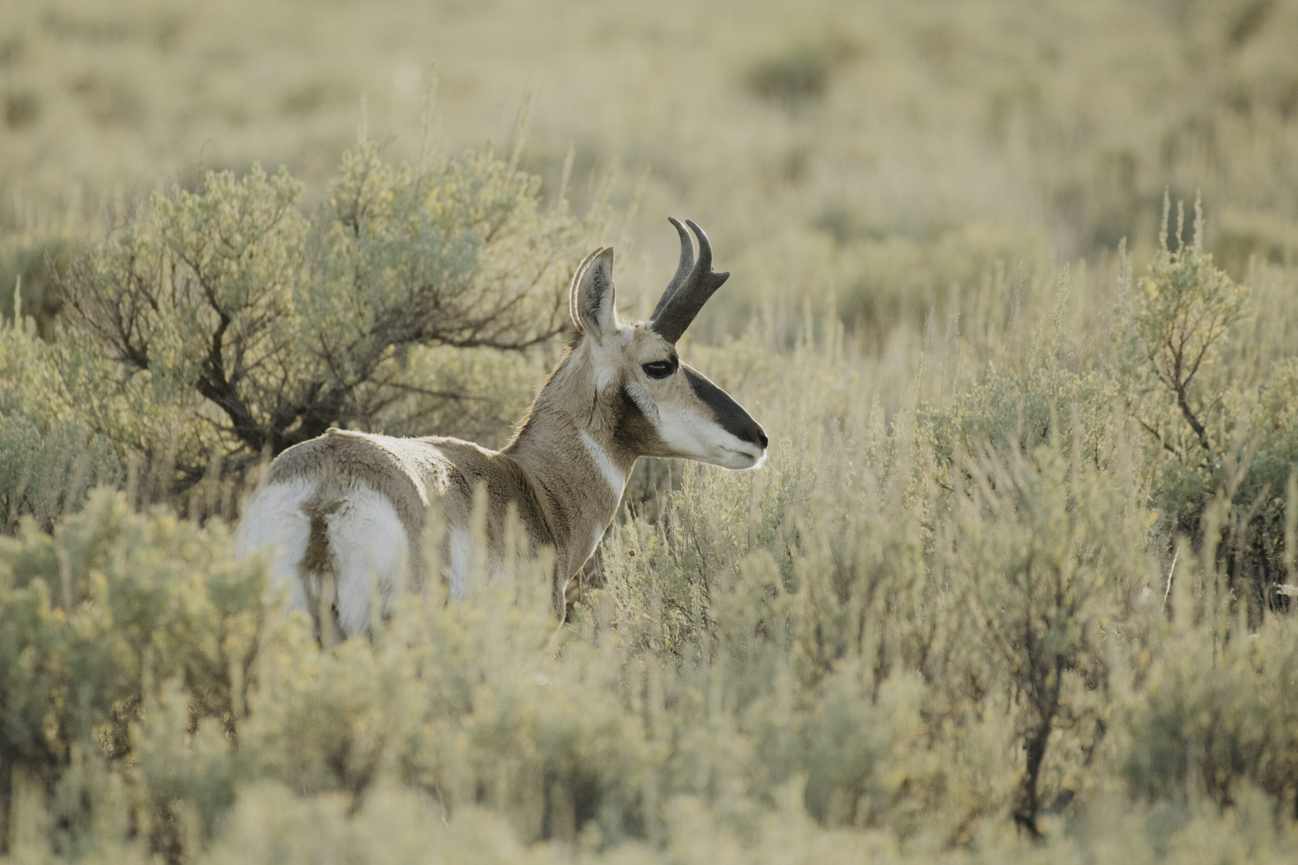Authentic Wyoming wildlife viewing through high-end spotting scopes on a GWE private tour.