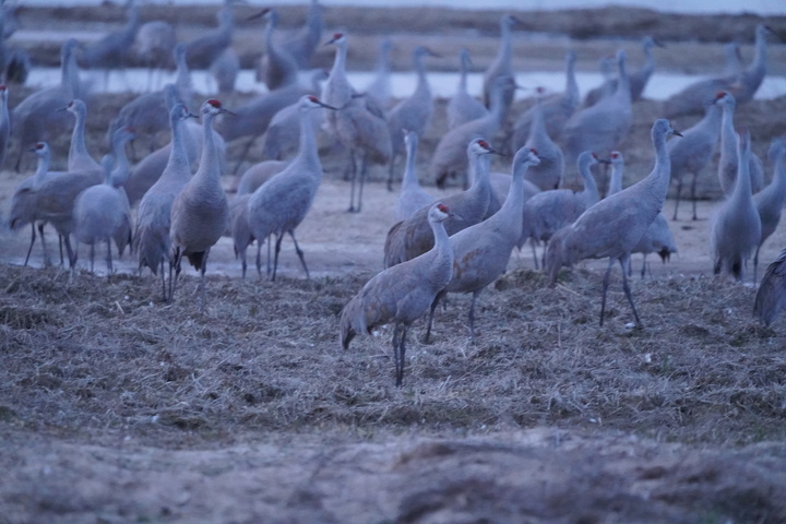 The Primeval Horn: Listening for the Sandhill Crane