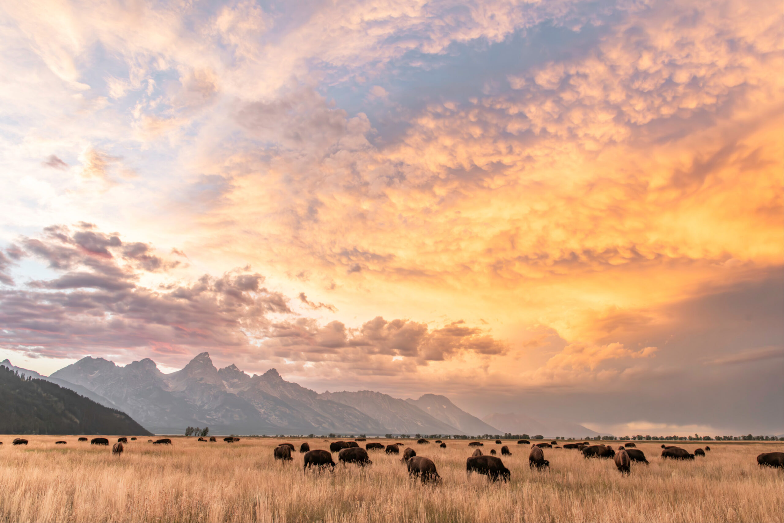 Bison roaming in front of the Tetons, sunset