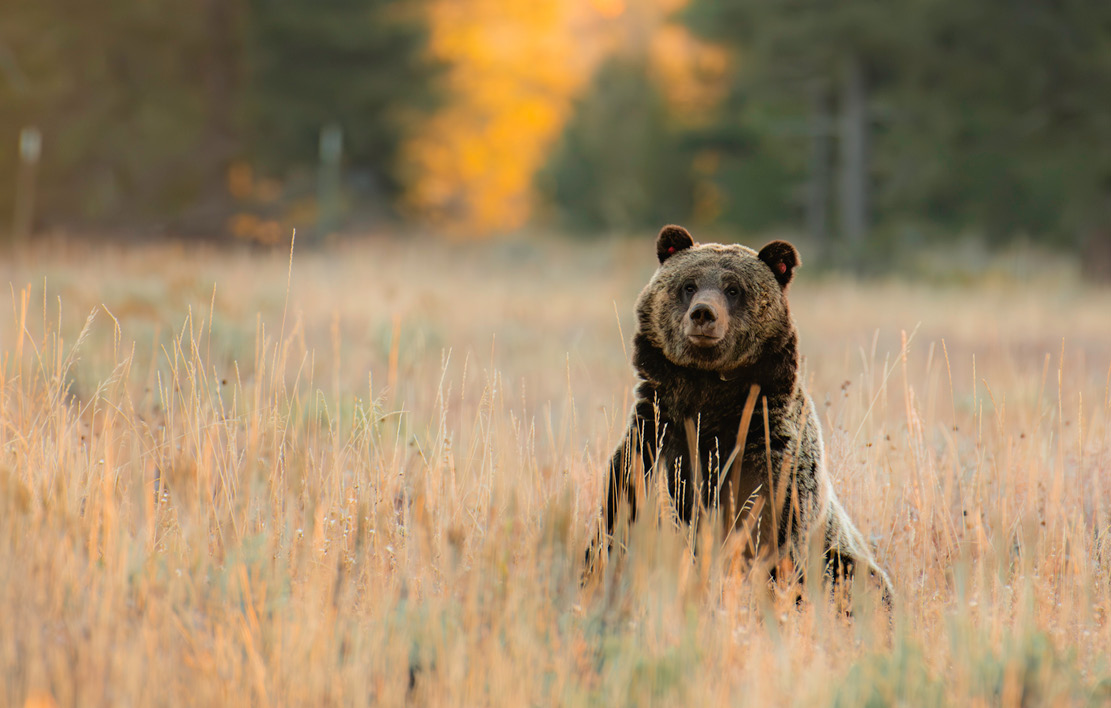 Grizzly bear in Grand Teton National Park