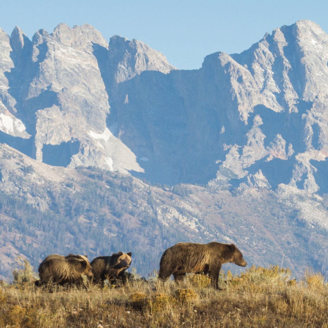 Grizzly bear in Grand Teton National Park