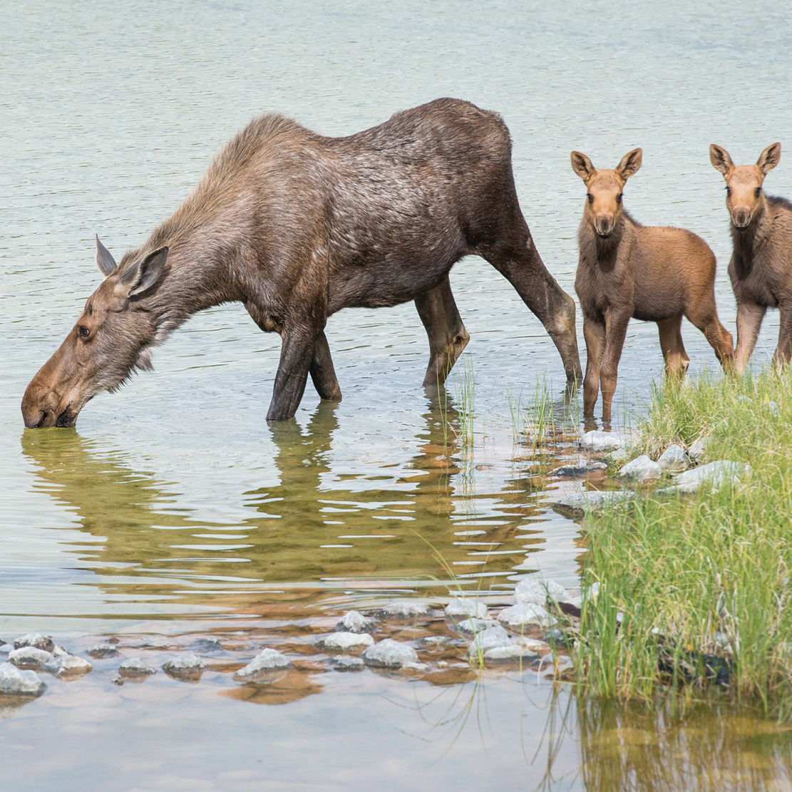 Transportation at your service in Grand Teton National Park