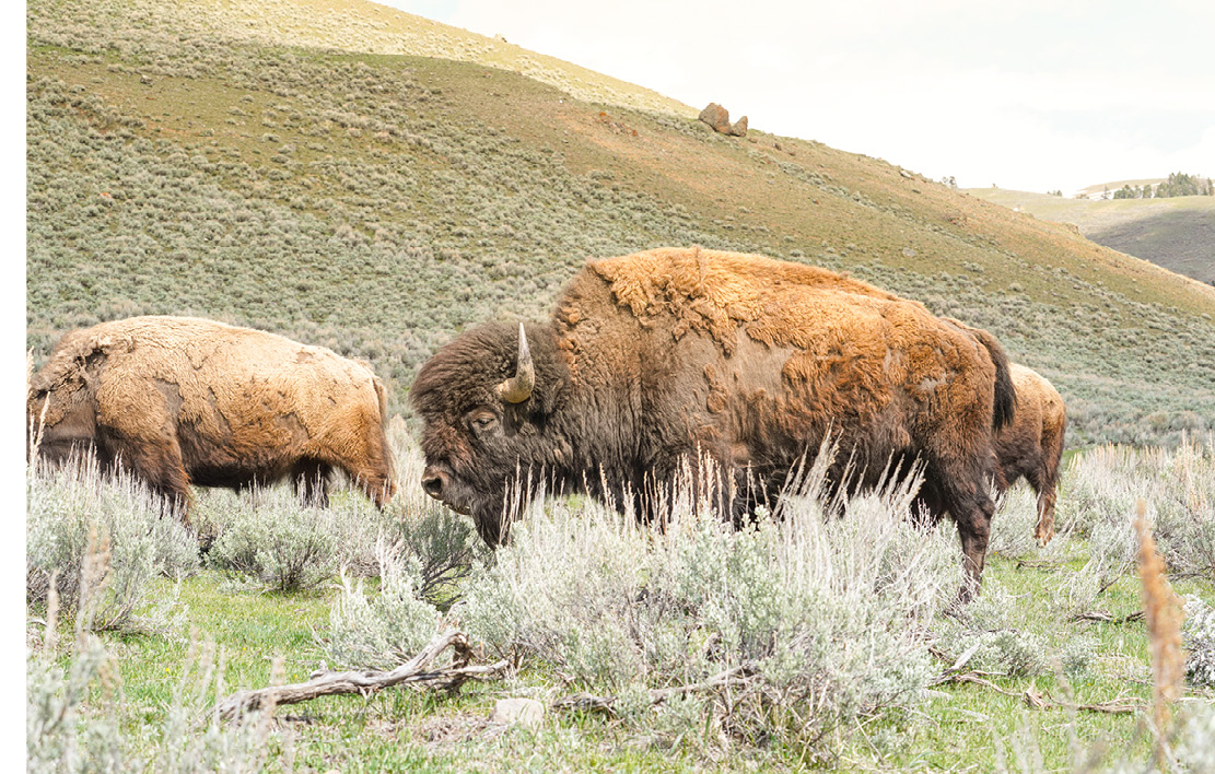 Bison in Yellowstone
