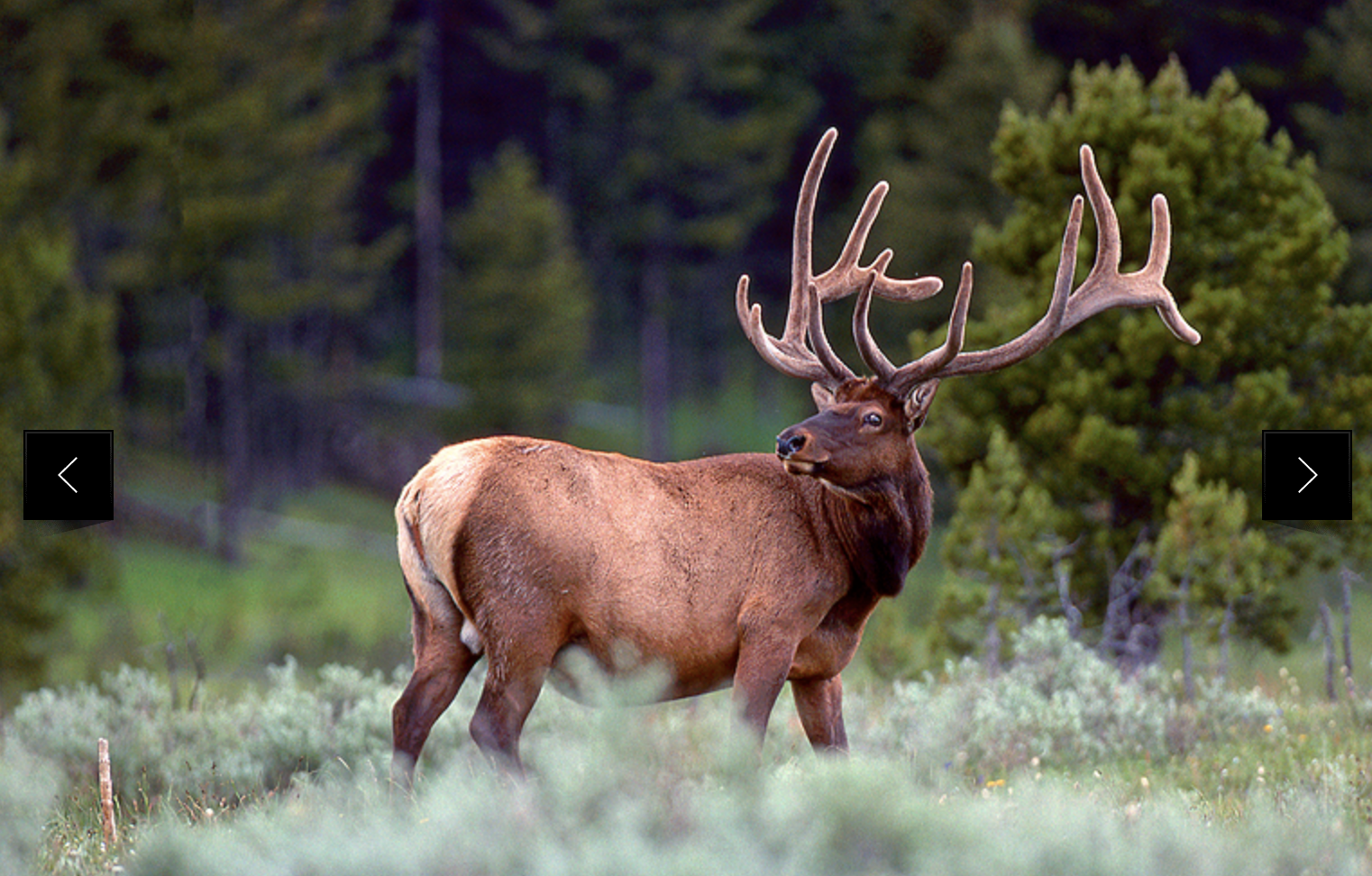 Bull elk in velvet on a frosty morning in Grand Teton National Park